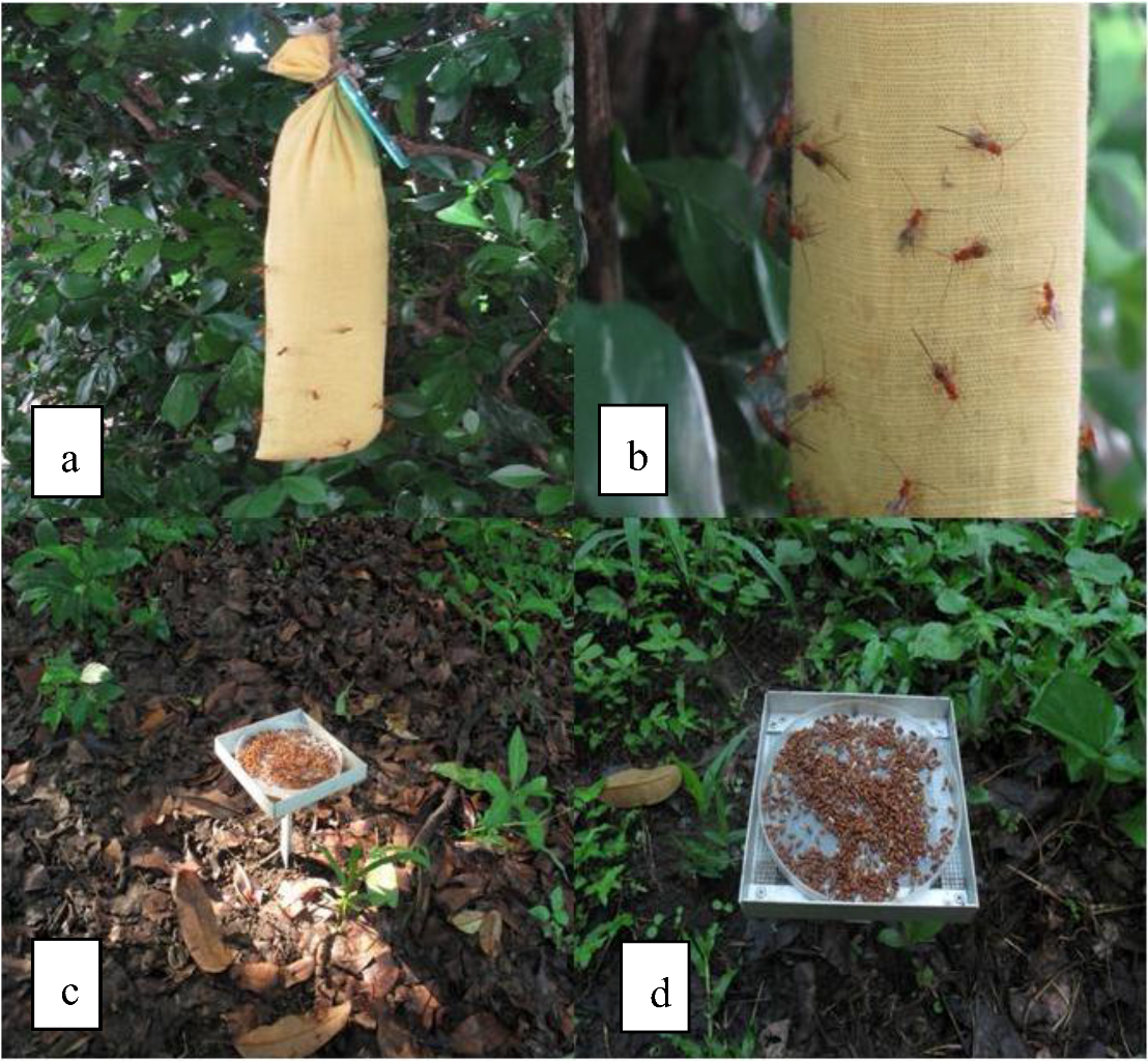 Insects 03 01105 g002