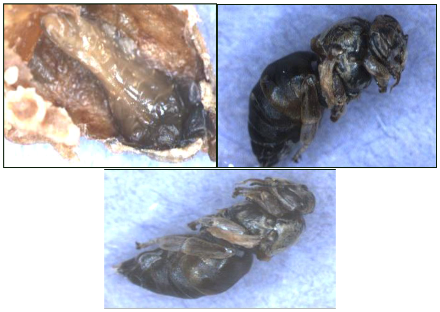 Insects 04 00071 g004 1024