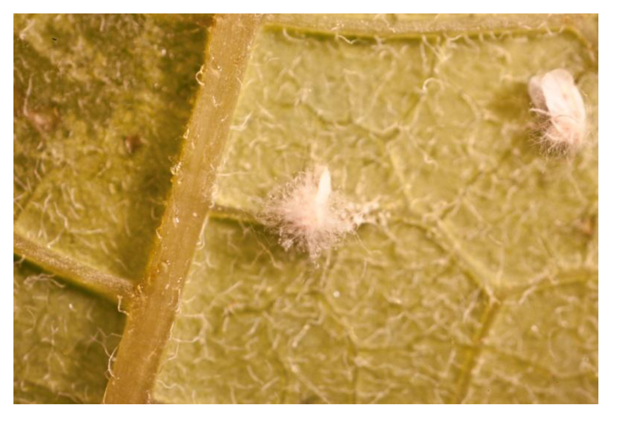 Insects 04 00198 g004 1024