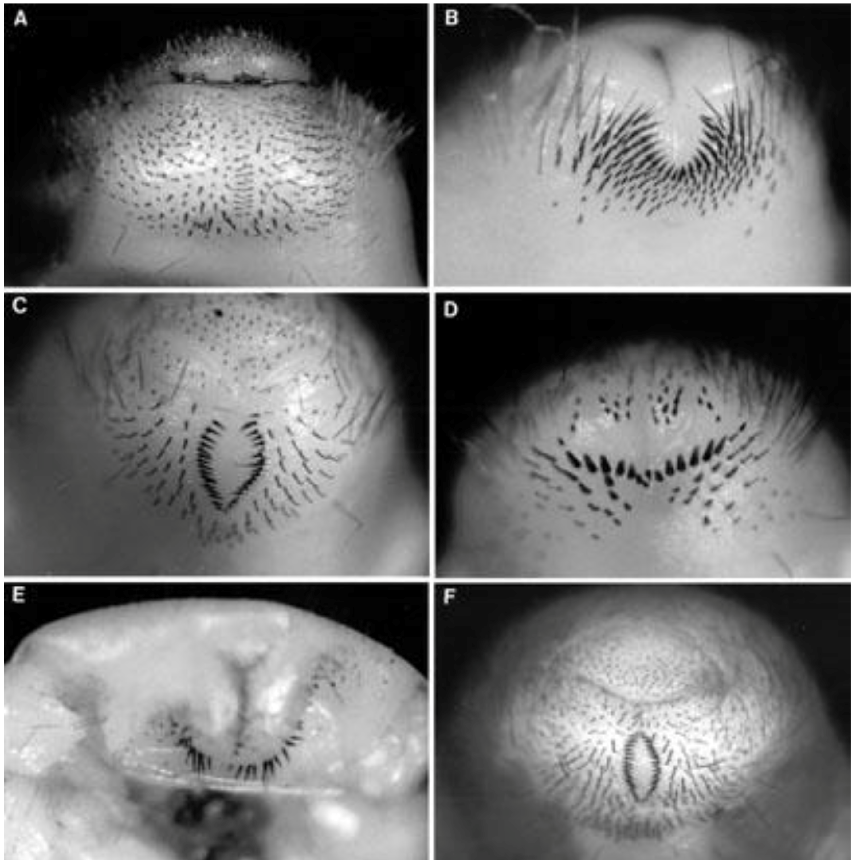 Insects 04 00241 g004 1024