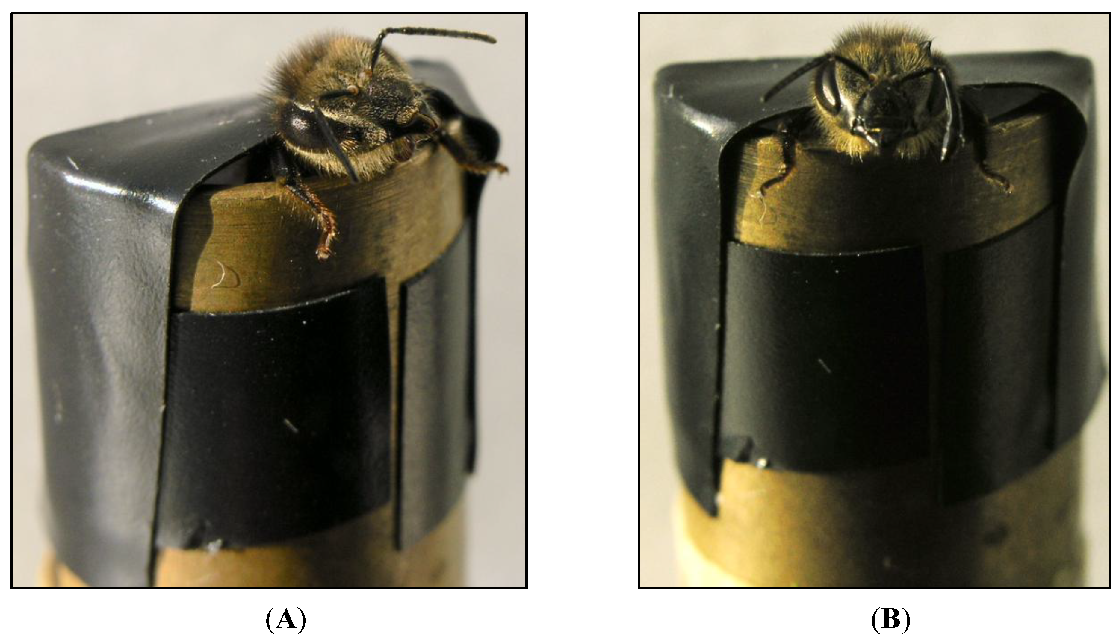 Insects 05 00120 g001 1024