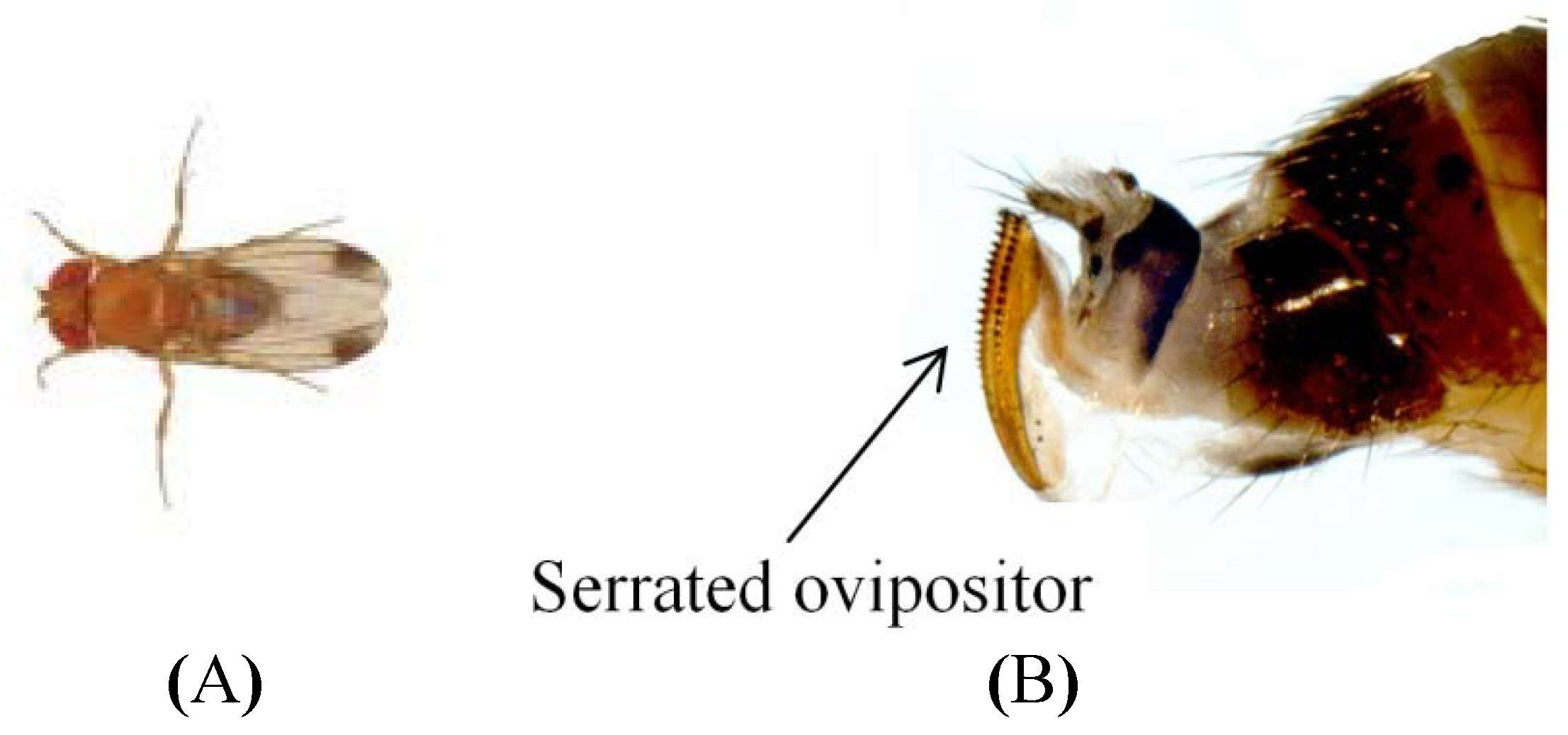 Insects 05 00488 g001