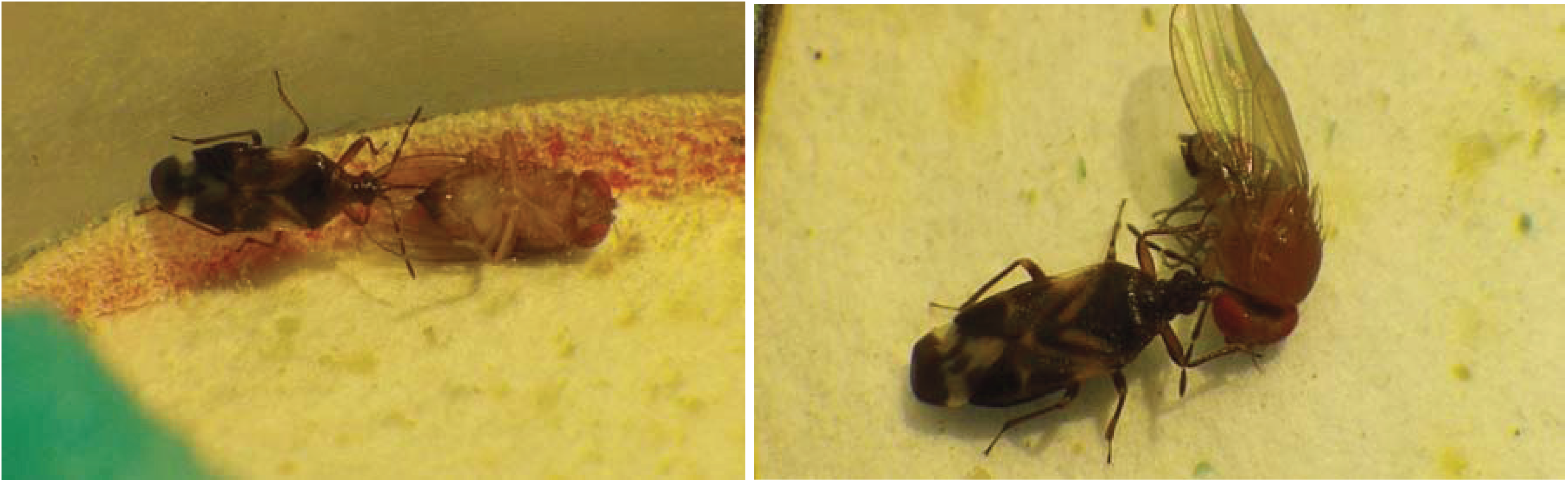 Insects 05 00952 g005