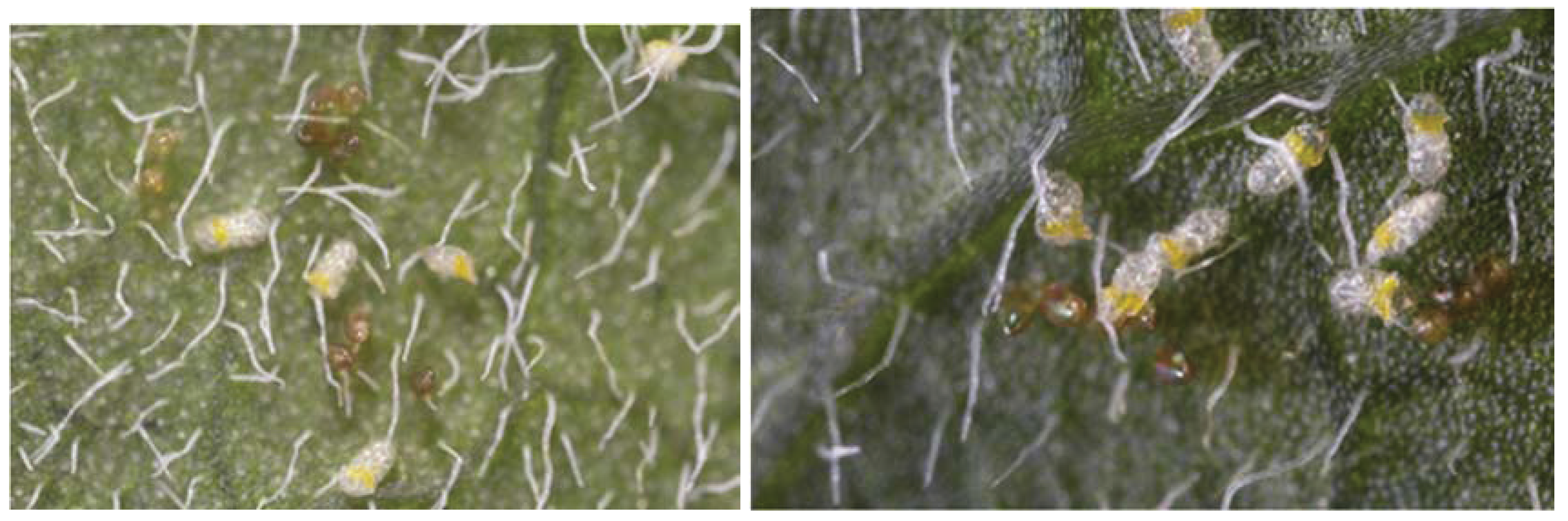 Insects 06 00133 g002