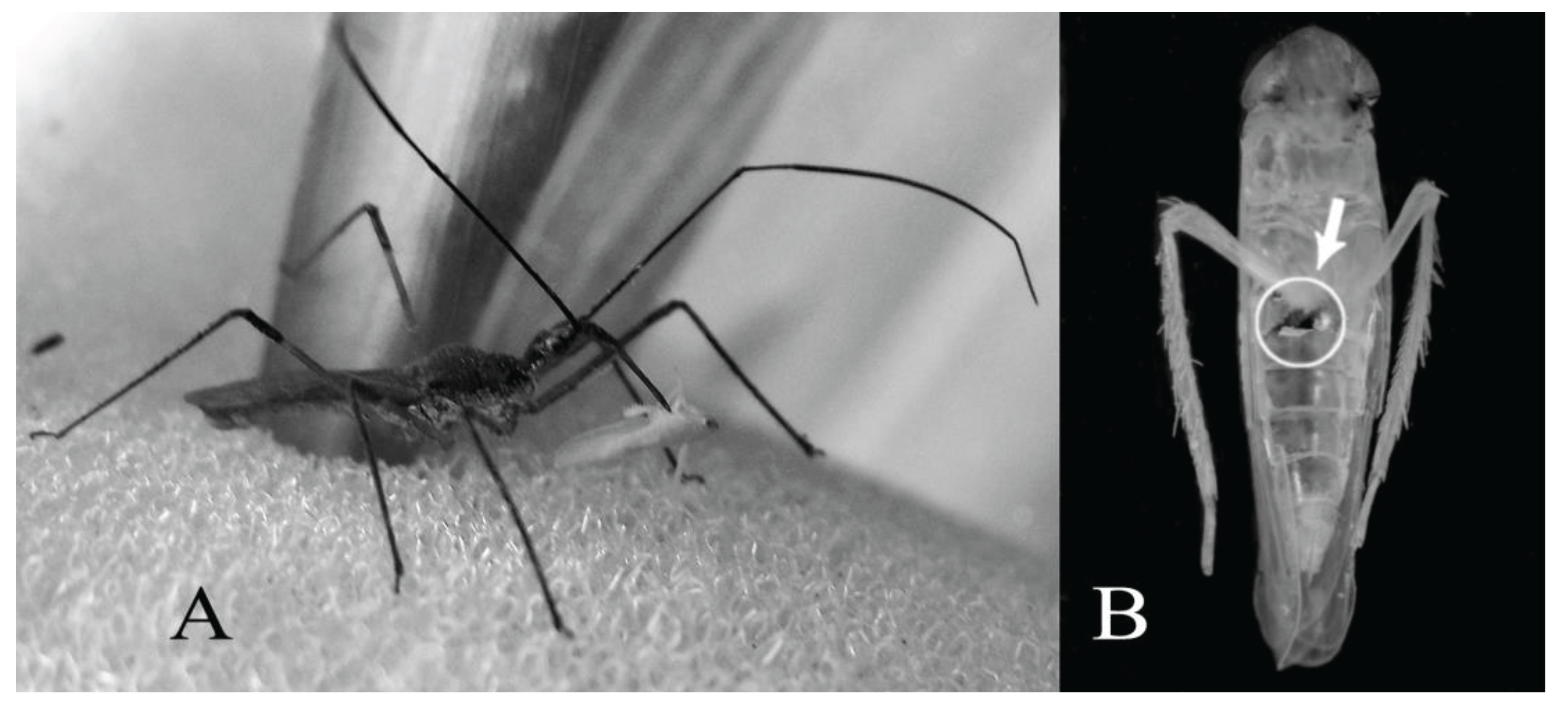 Insects 06 00508 g001 1024