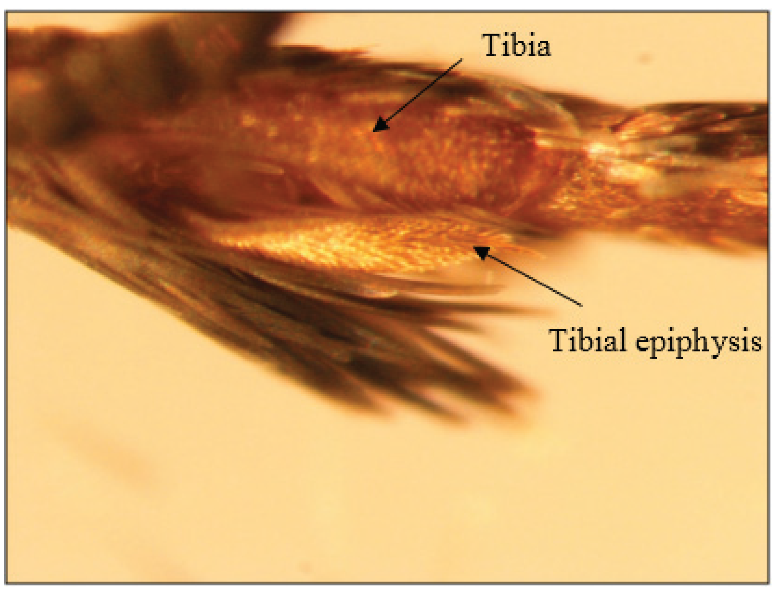 oviposition Oviposition by Female Plodia interpunctella (Lepidoptera: Pyralidae):  Description and Time Budget Analysis of Behaviors in Laboratory Studies