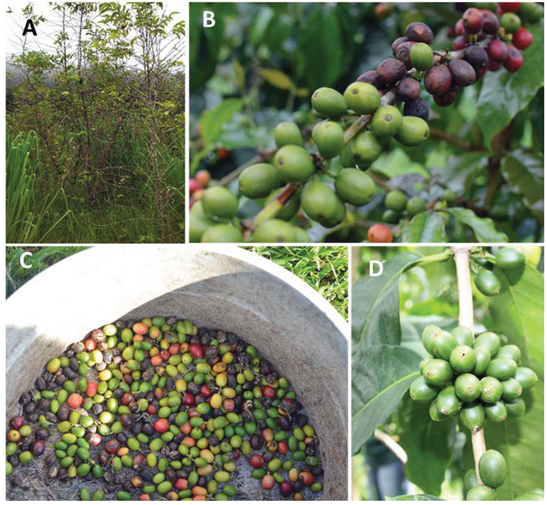 Coffee Berry Borer Host Plant - Coffee Pest Gene Transfer | The ...