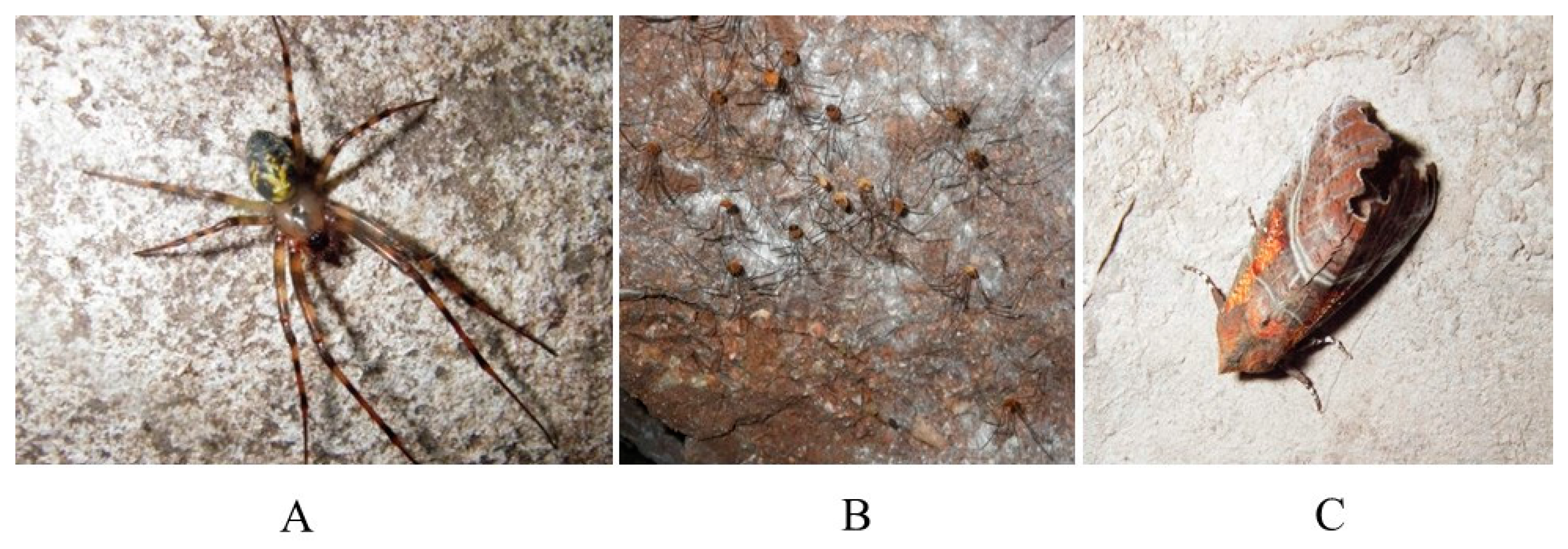 Insects 07 00016 g001