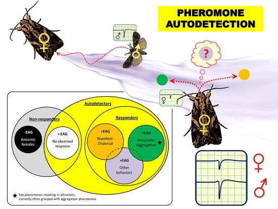 Forum pheromone Forum