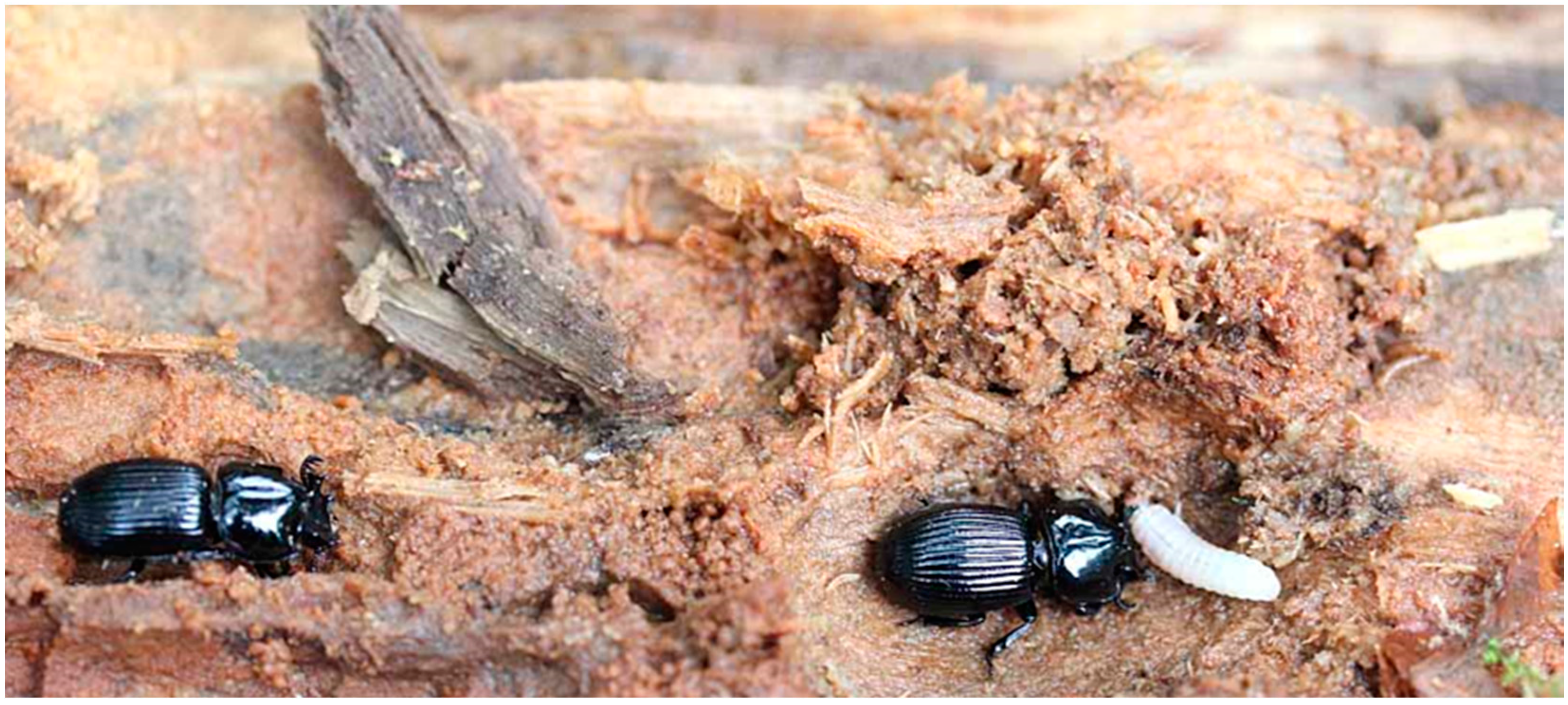 Insects 07 00018 g001 1024