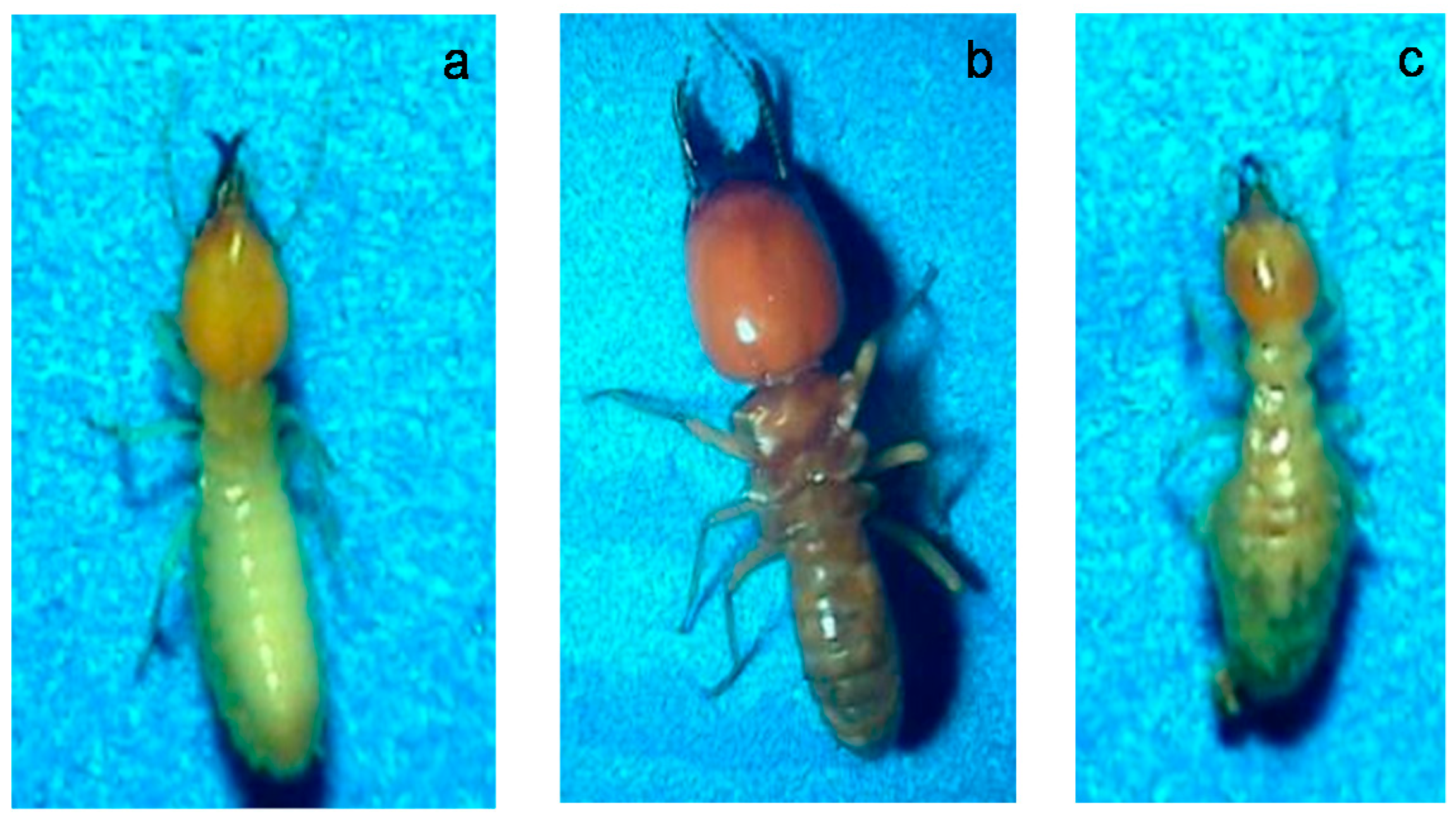 Insects 07 00020 g002