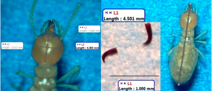 Insects 07 00020 i003