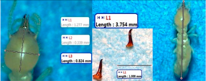 Insects 07 00020 i004