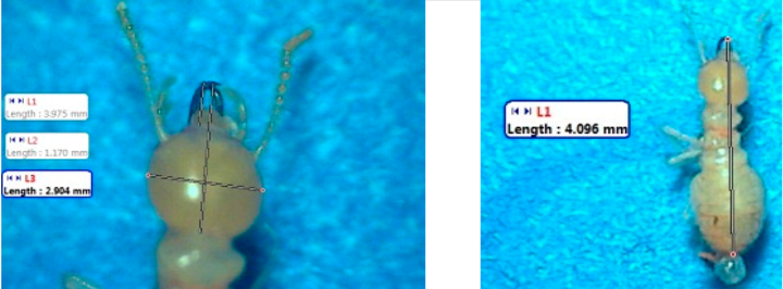 Insects 07 00020 i006