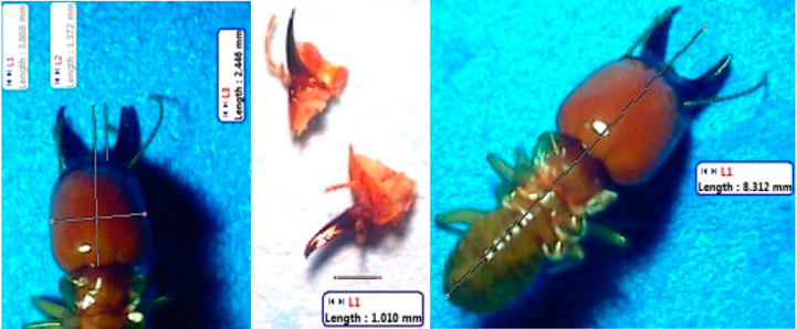 Insects 07 00020 i010