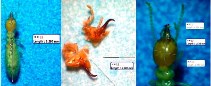 Insects 07 00020 i012