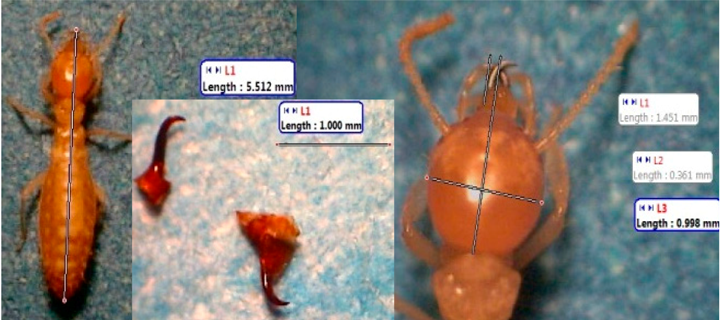 Insects 07 00020 i013