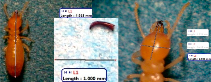 Insects 07 00020 i015