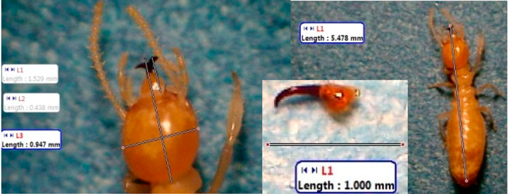 Insects 07 00020 i016