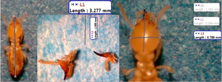 Insects 07 00020 i020