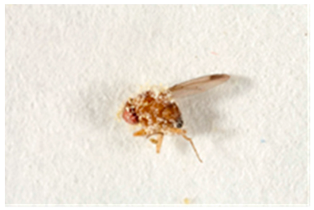 Insects 07 00024 g003 1024