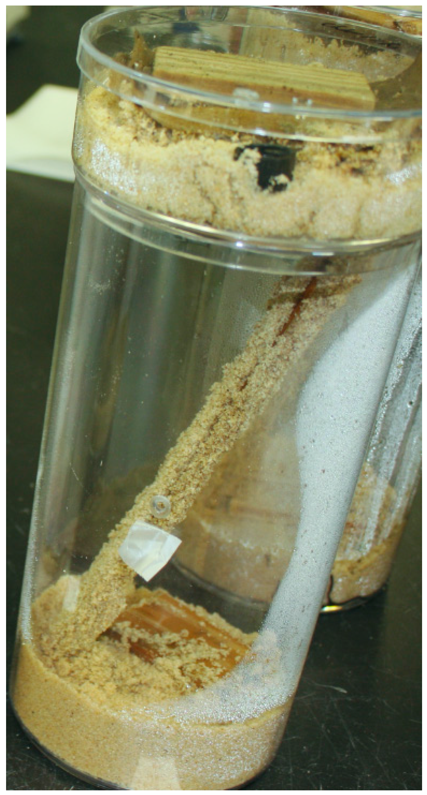 Insects 07 00043 g003 1024