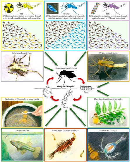 Experiment: Mosquito Love Songs