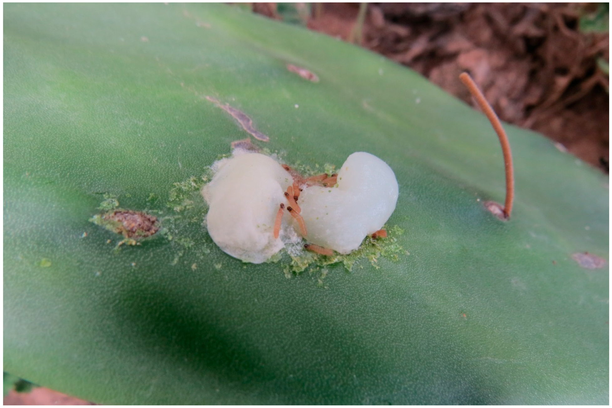 Insects 07 00059 g007 550