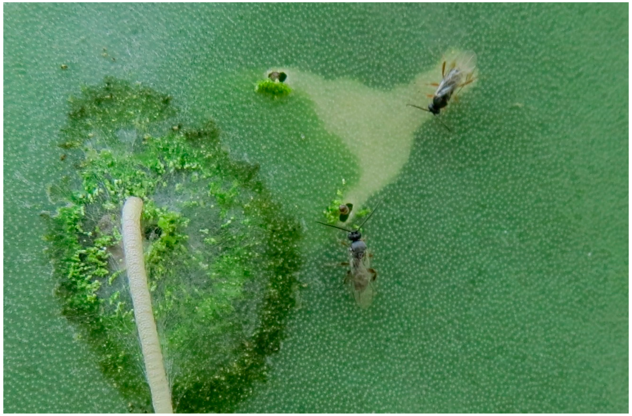 Insects 07 00059 g010 550