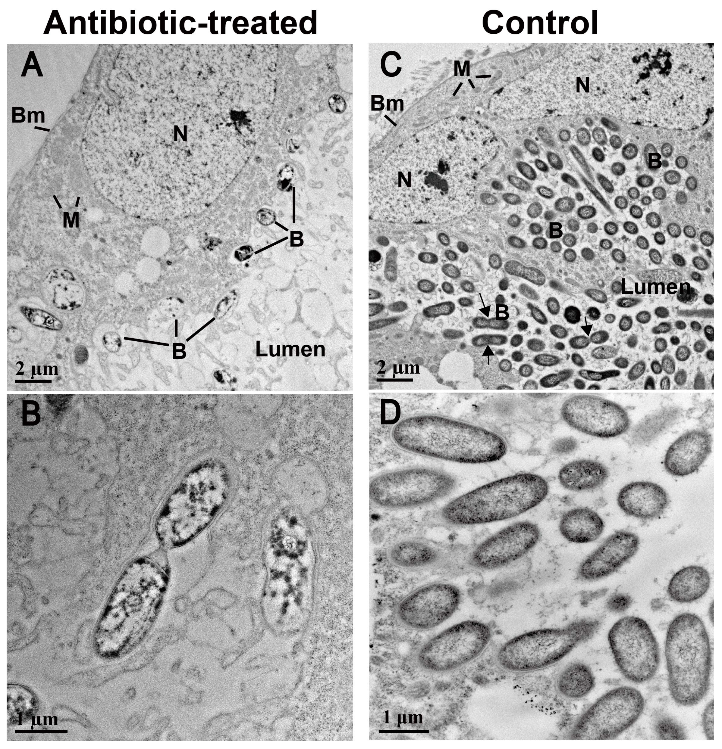 Insects 07 00061 g004