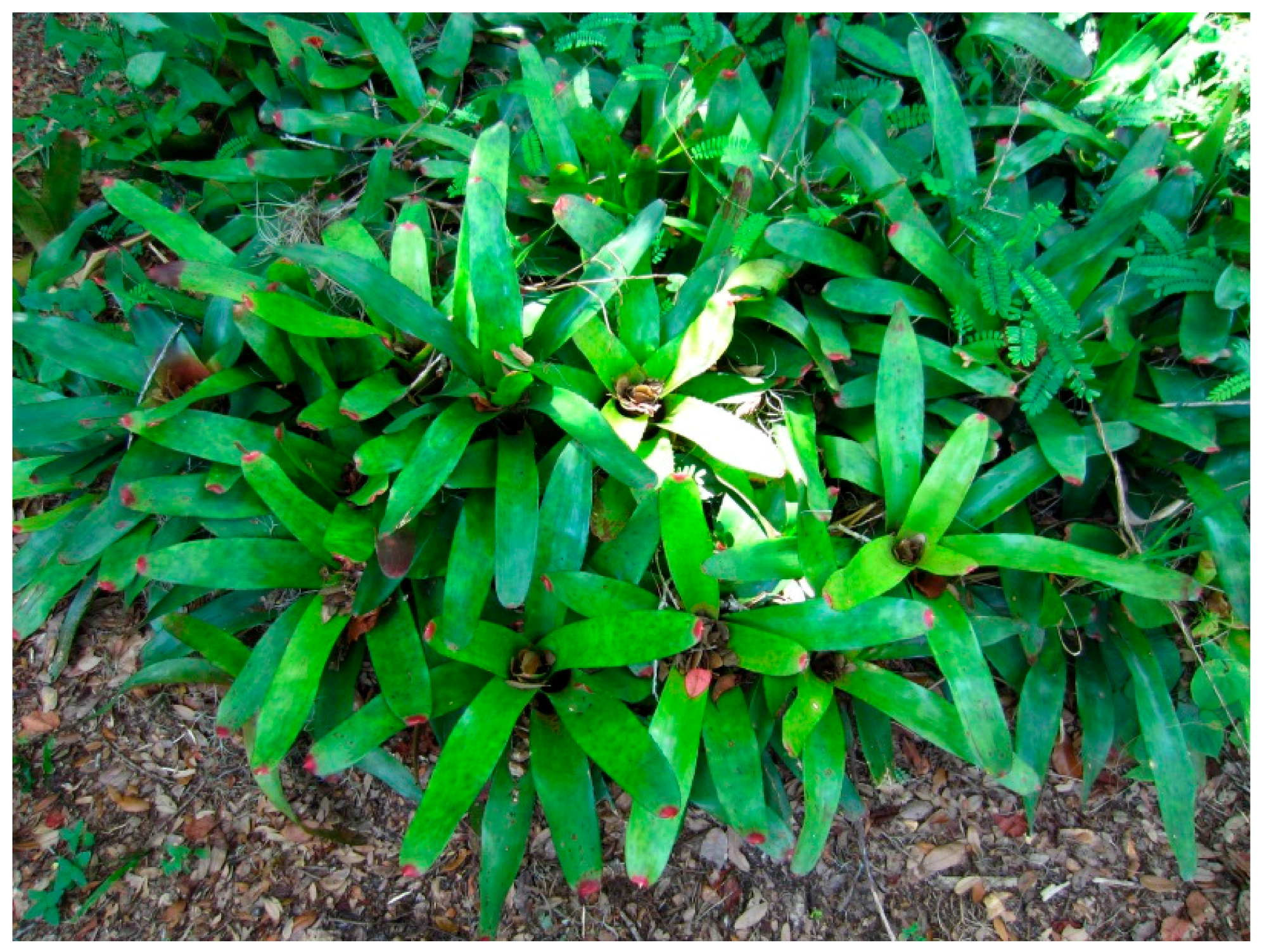 Insects 07 00065 g004 550