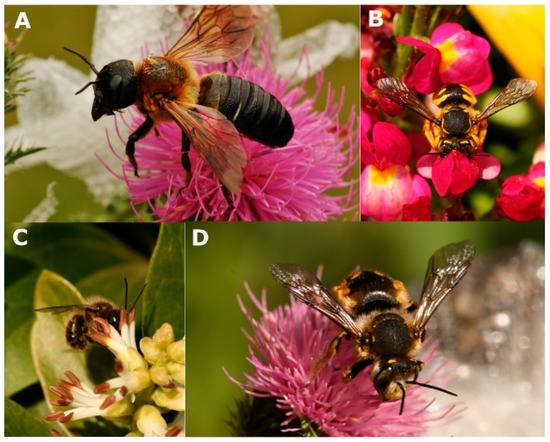Positive and Negative Impacts of Non-Native Bee Species