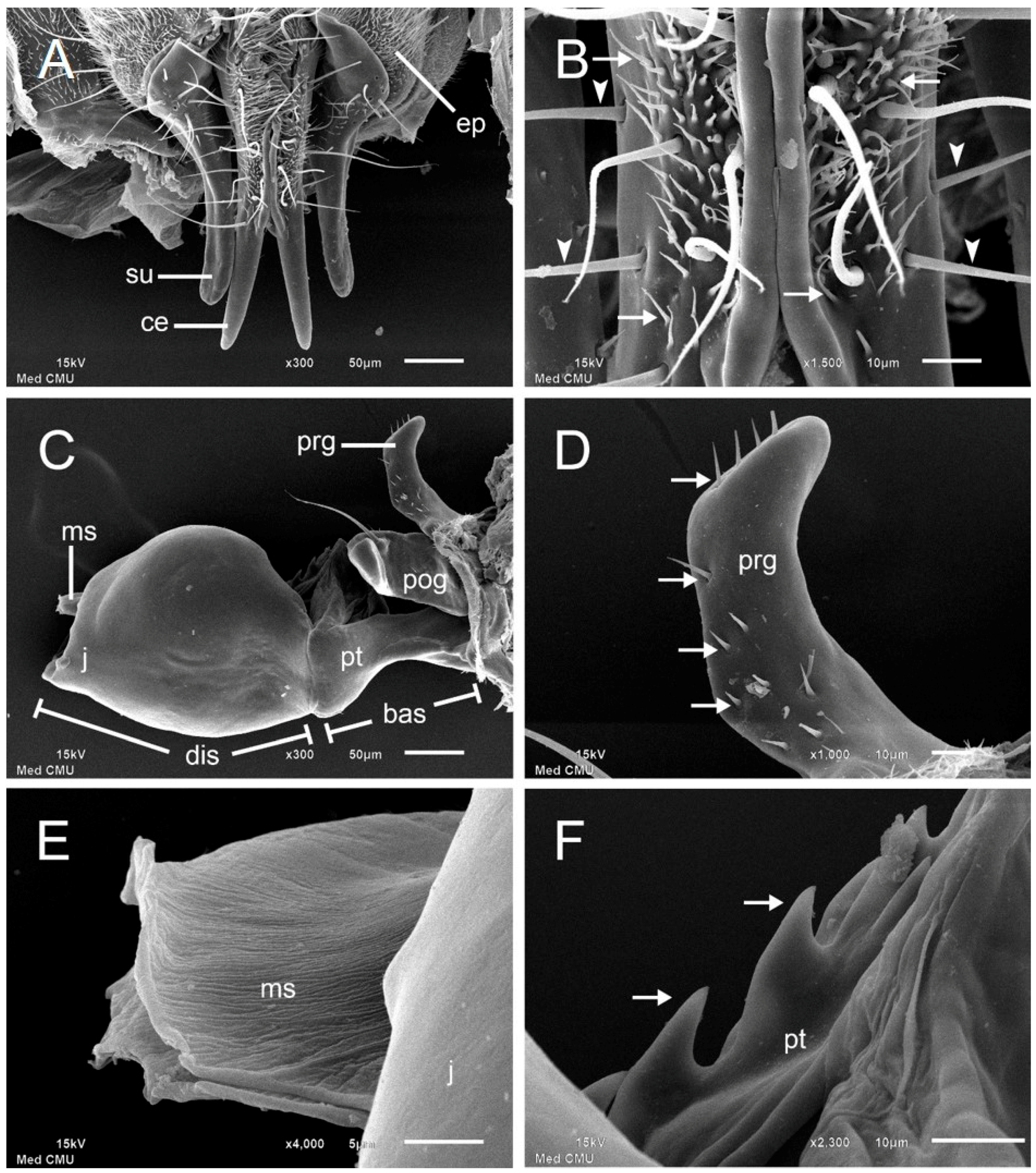 Insects 08 00011 g003 550