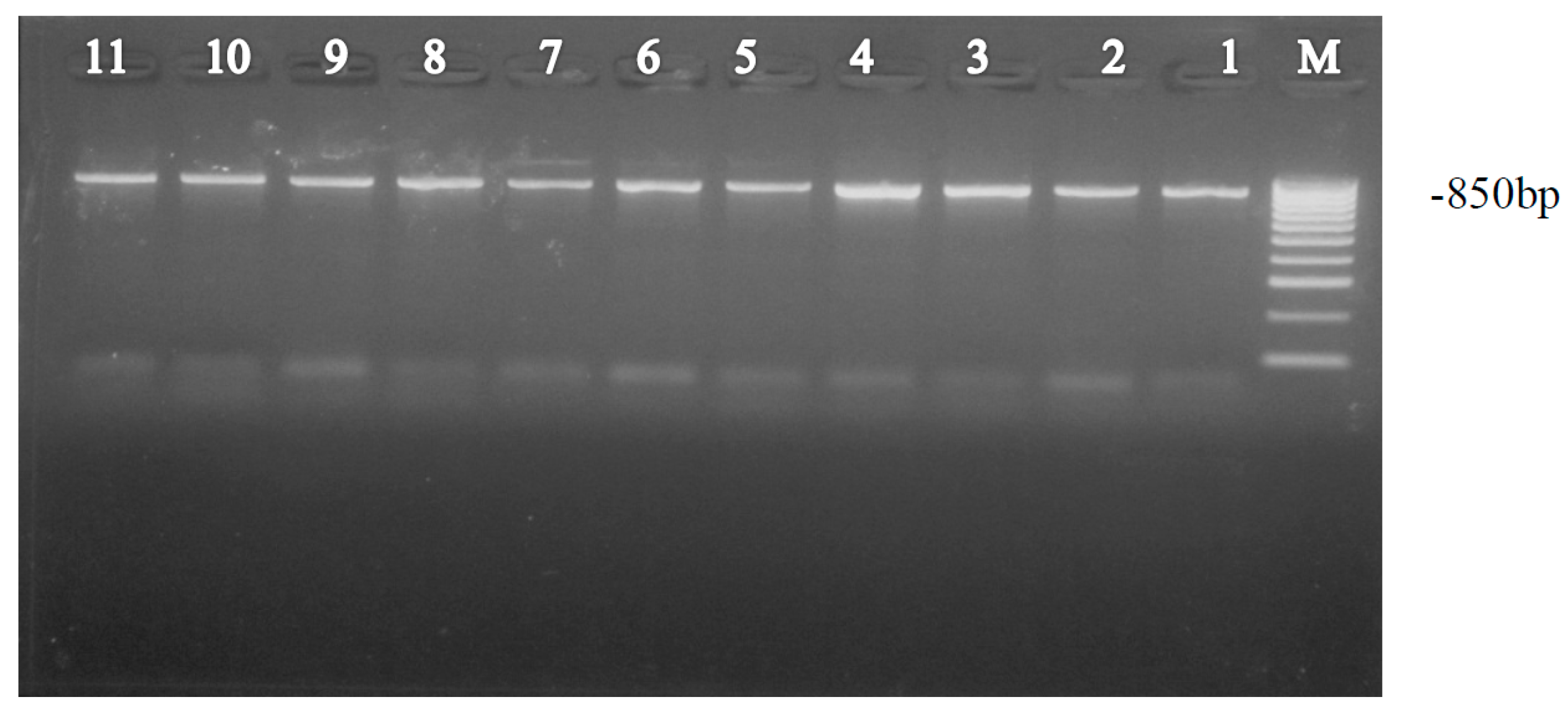 Insects 08 00025 g004