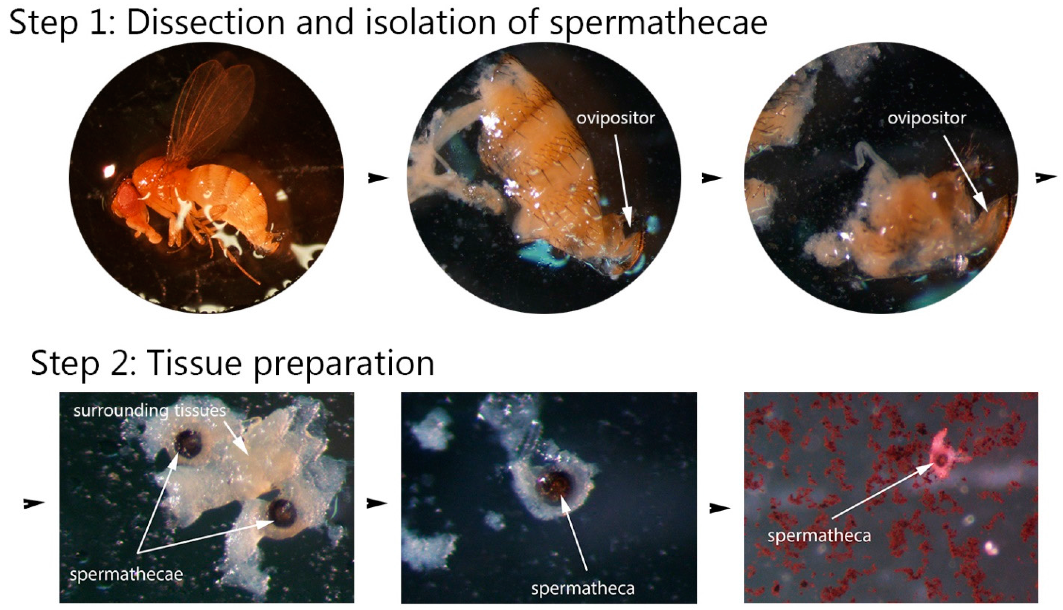 Insects 08 00032 g002