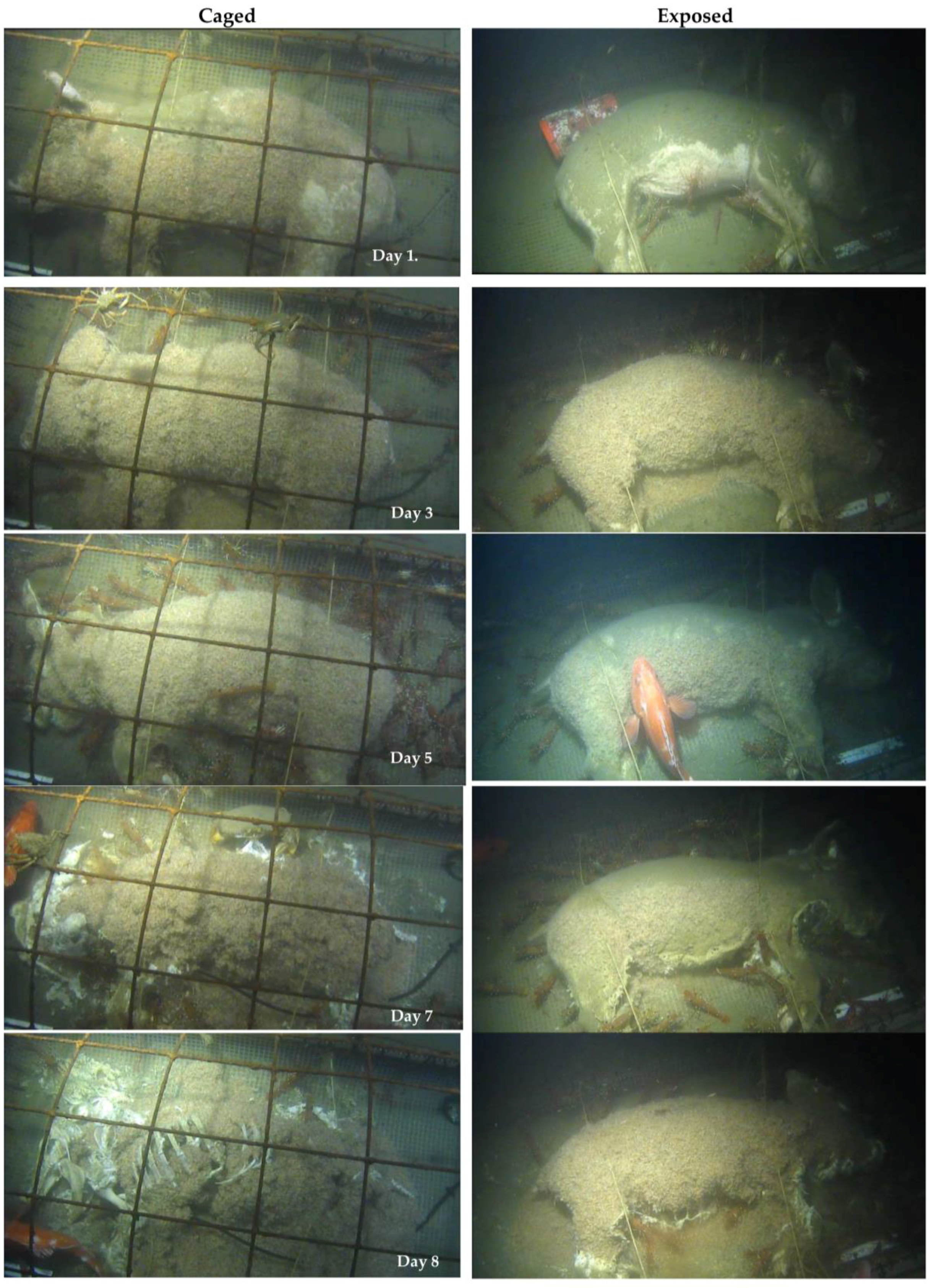 Insects 08 00033 g002 550