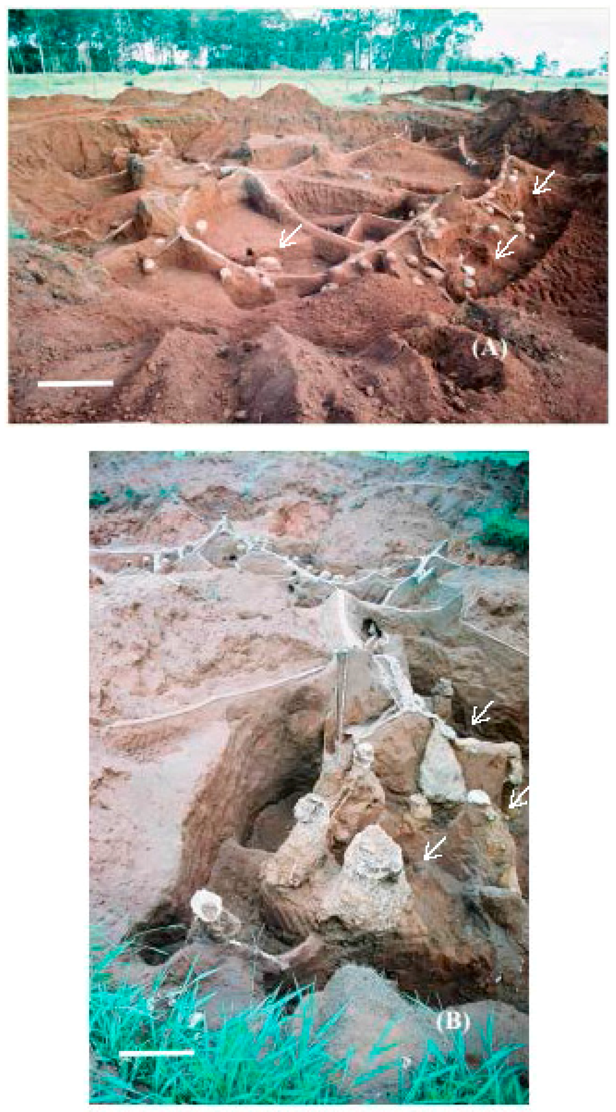 Insects 08 00039 g001