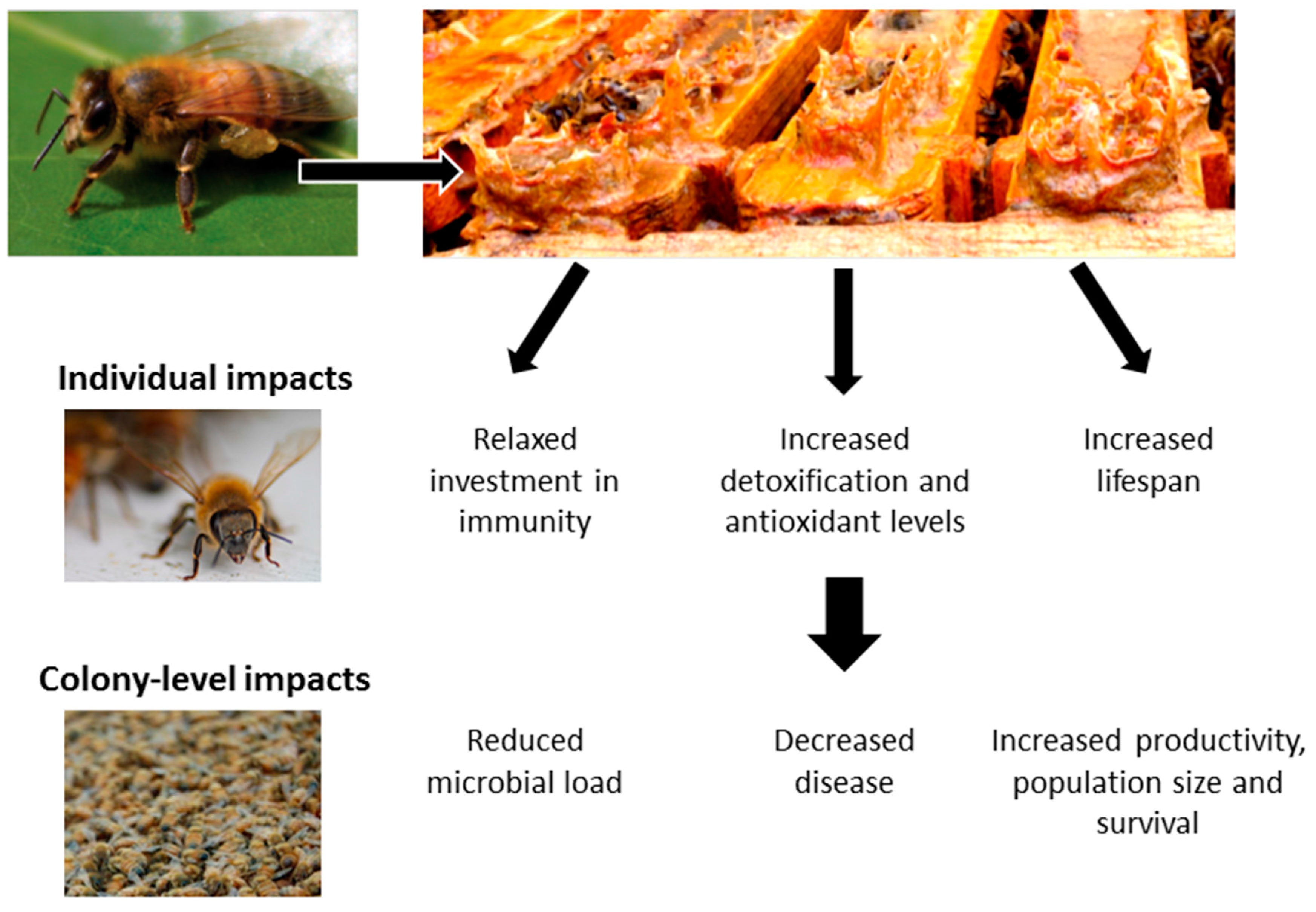 Insects Free Full Text Propolis Counteracts Some Threats To