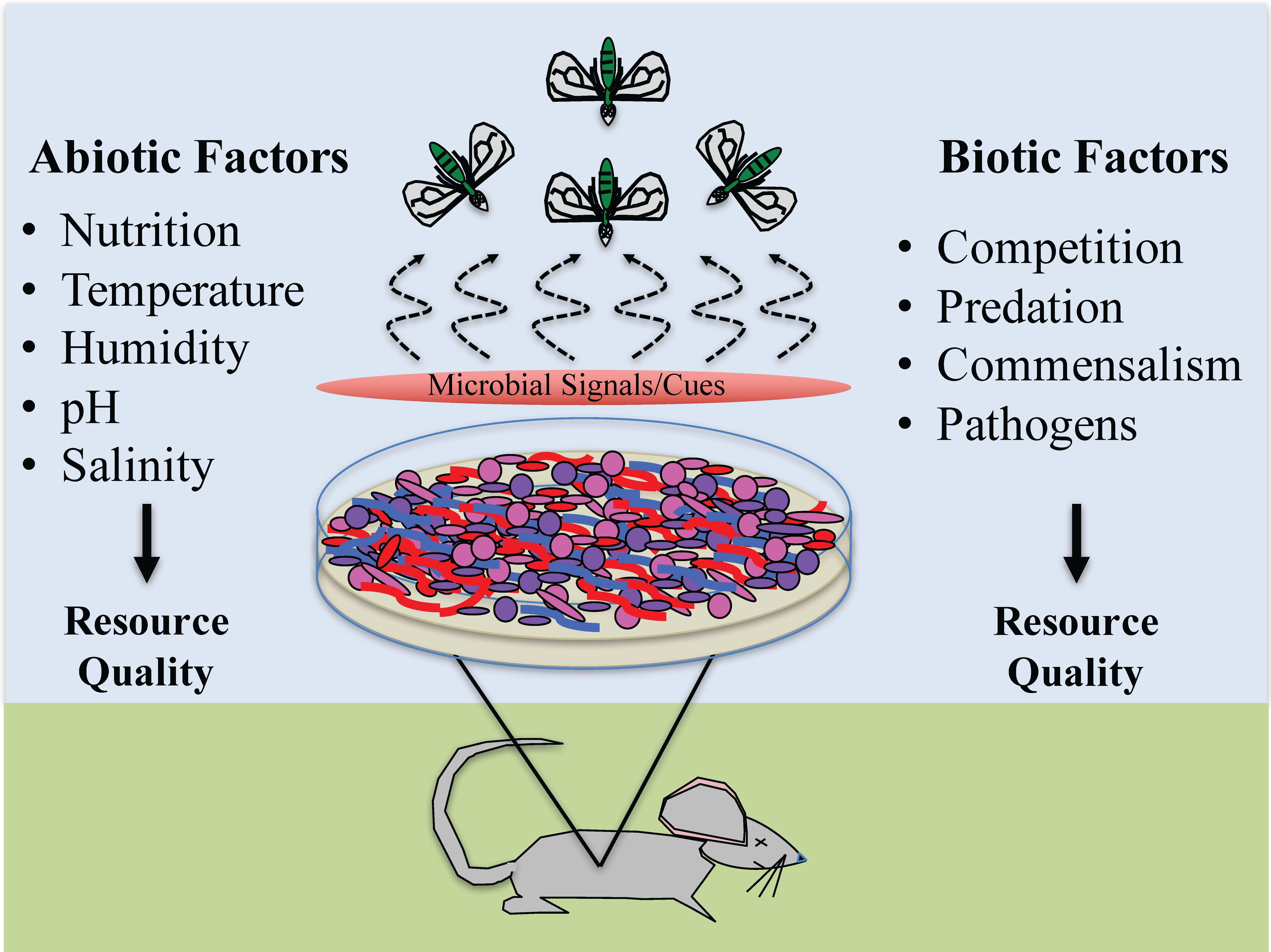 example of abiotic factors