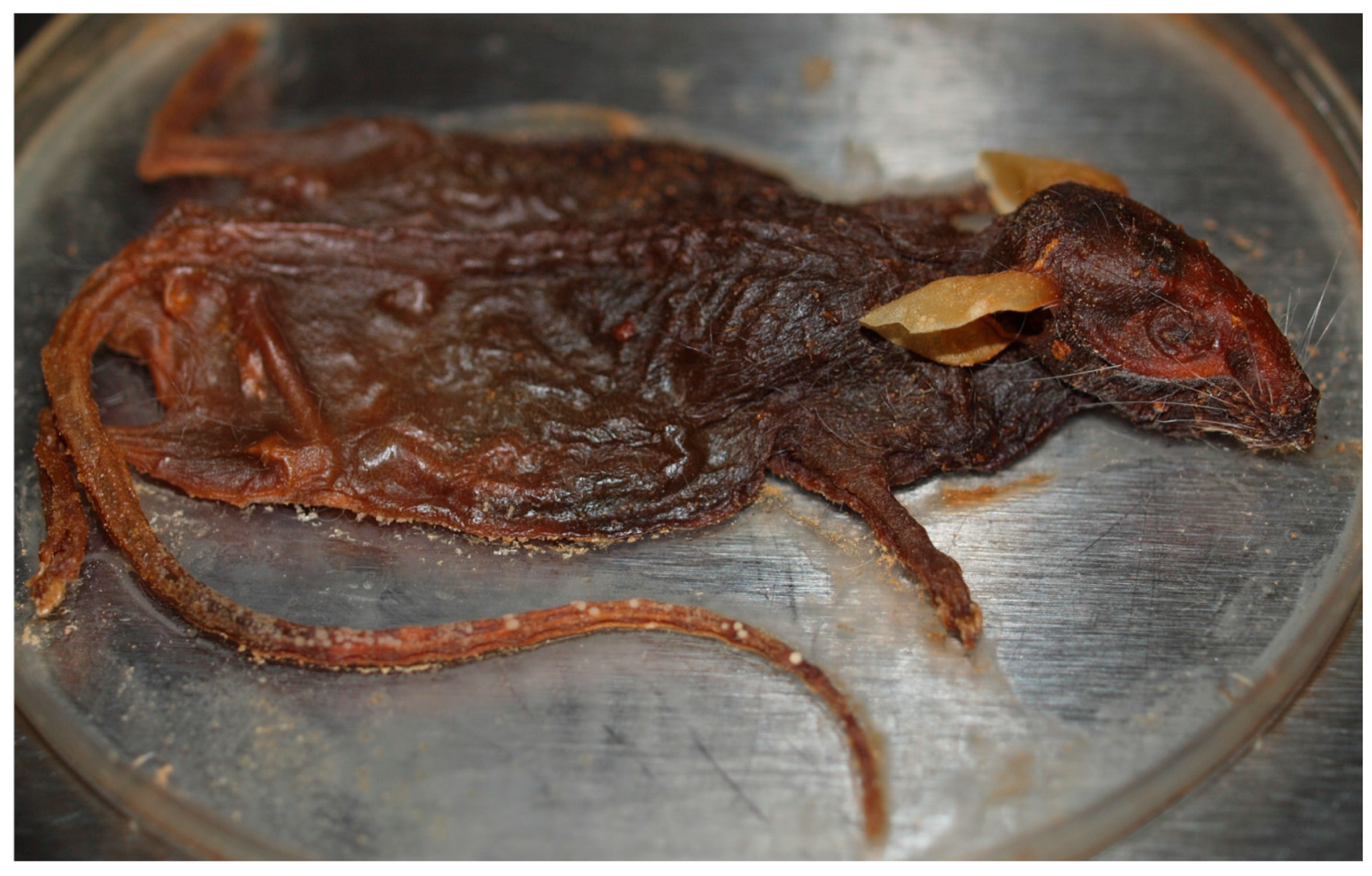 Insects 08 00054 g002 550