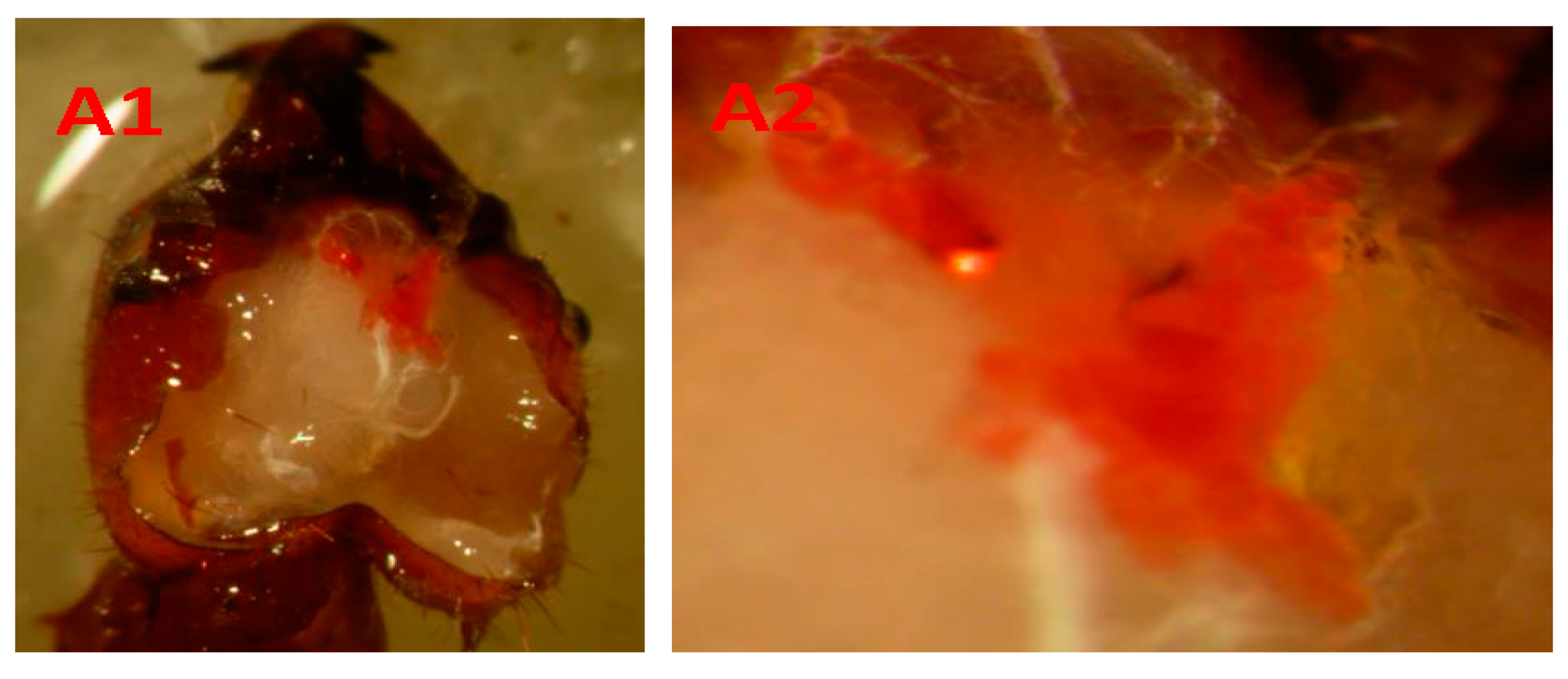 Insects 08 00059 g001a 550