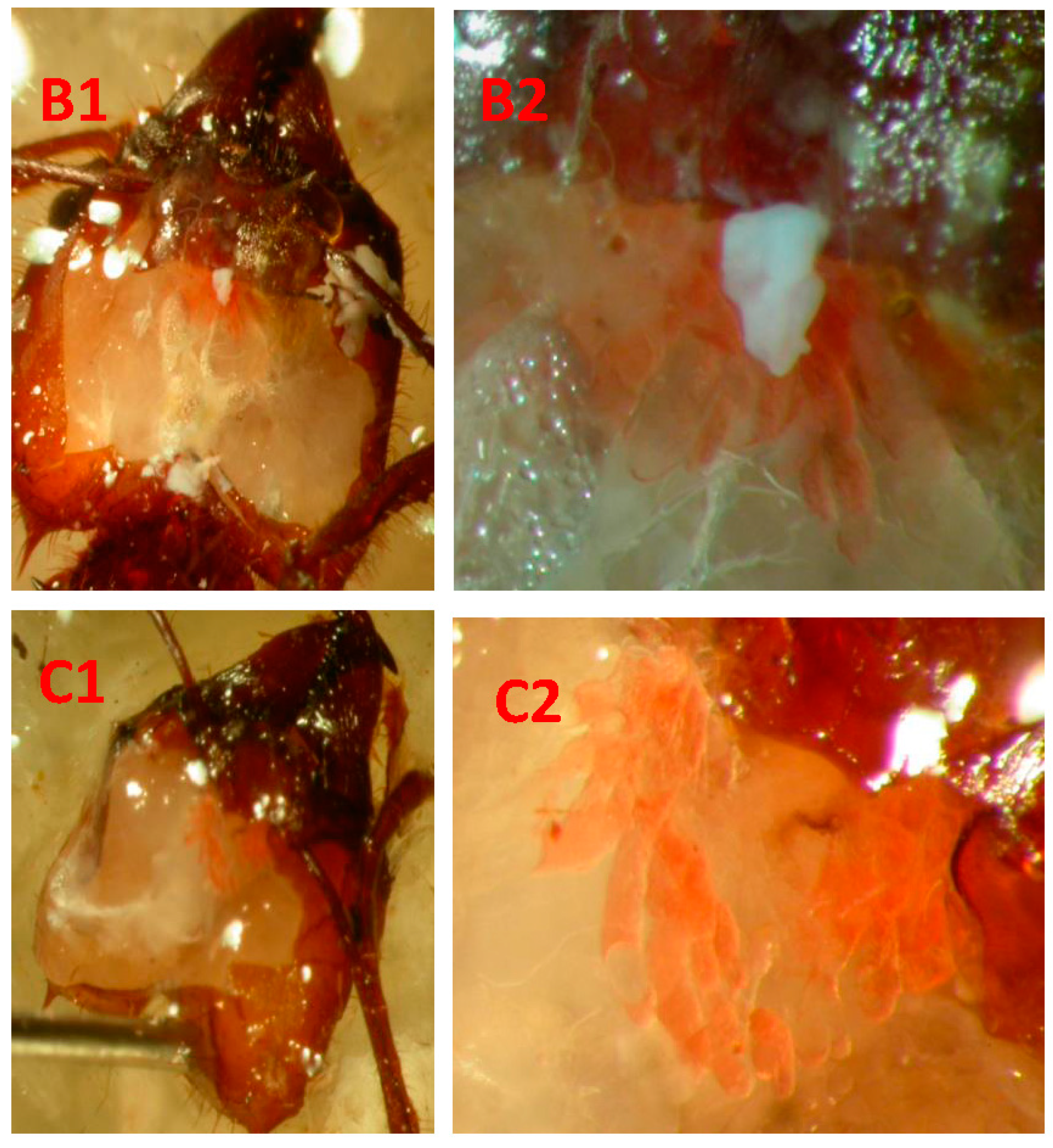 Insects 08 00059 g001b 550