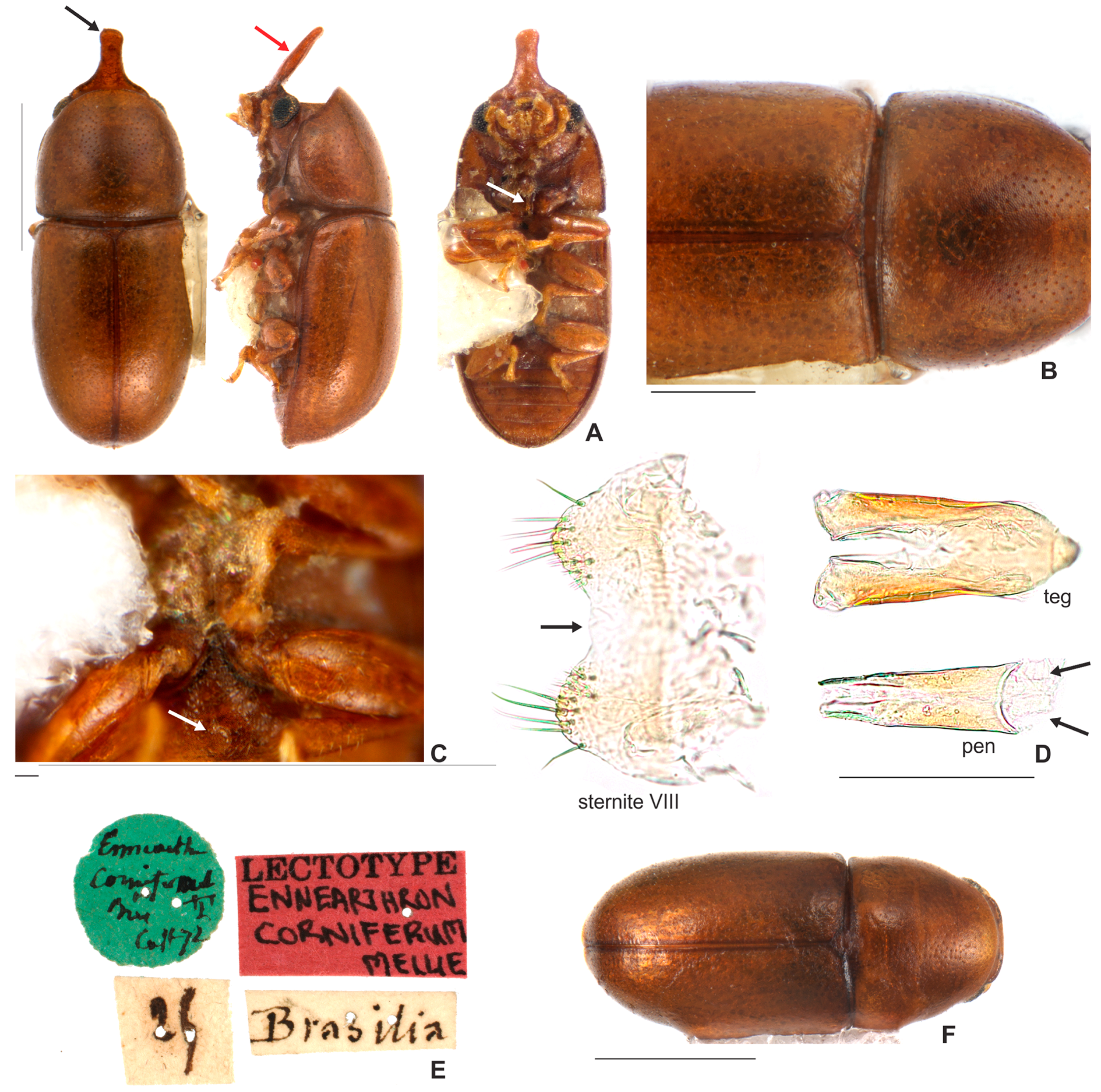 Insects 08 00070 g003