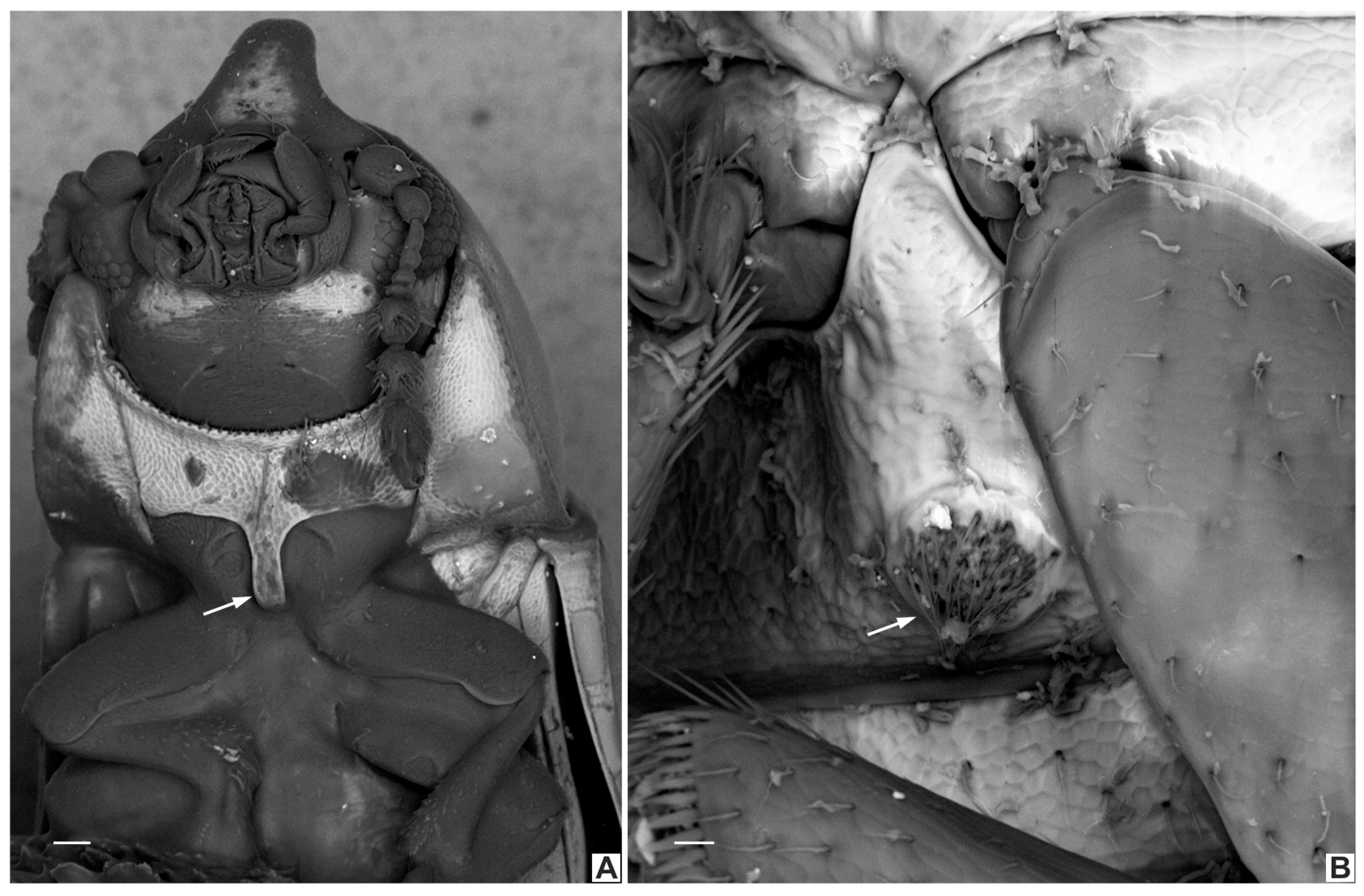 Insects 08 00070 g004