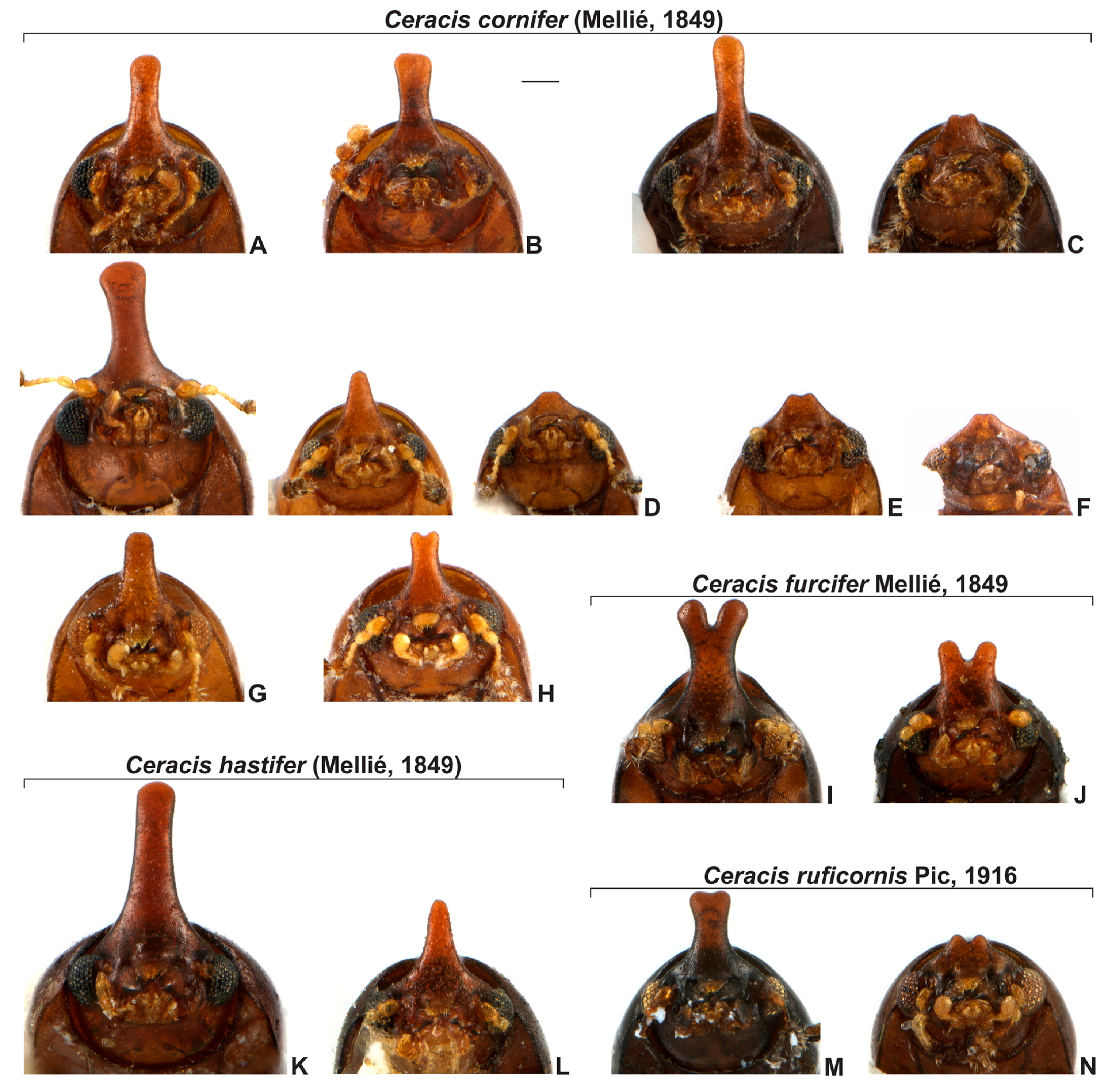 Insects 08 00070 g005