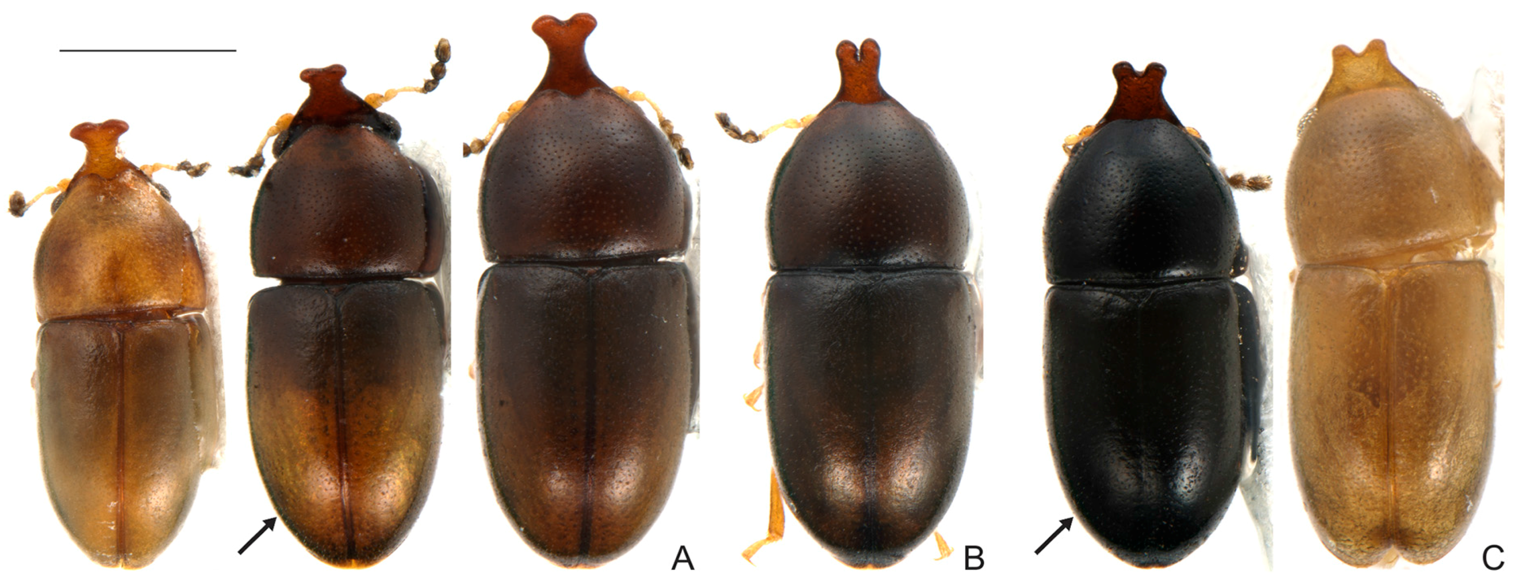 Insects 08 00070 g008