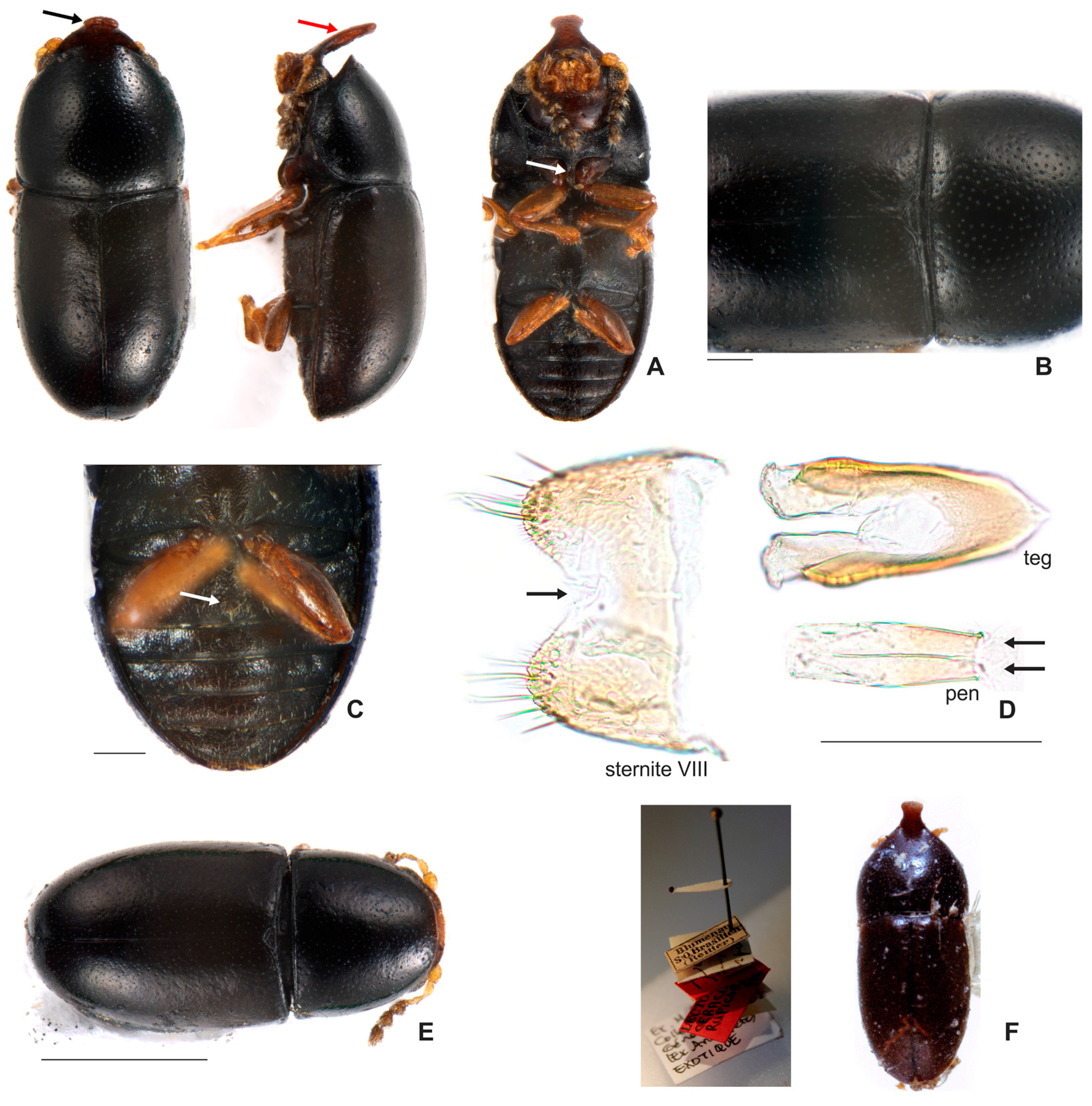 Insects 08 00070 g010