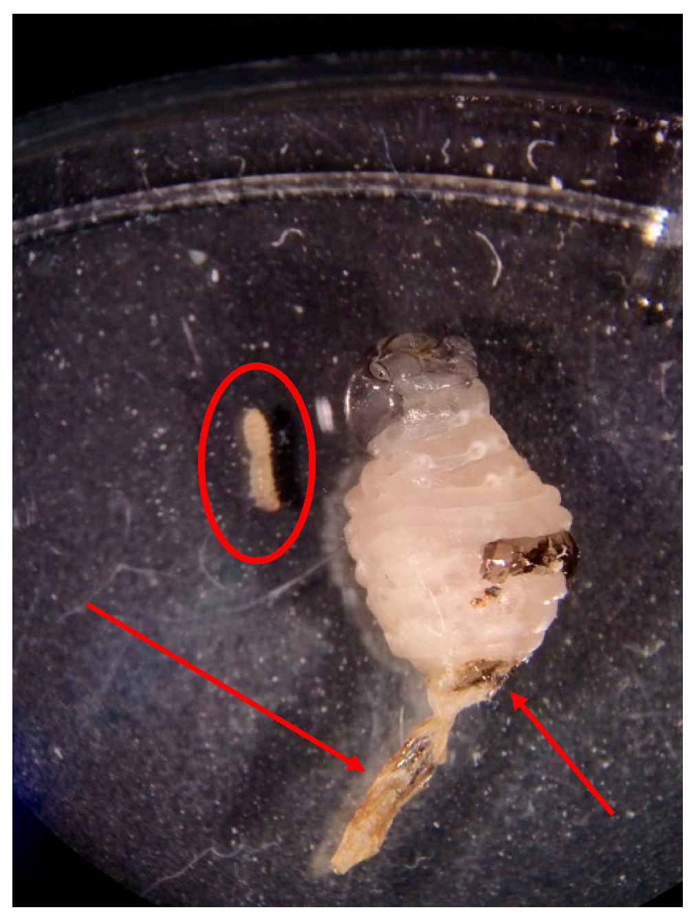 Insects 08 00089 g003 550