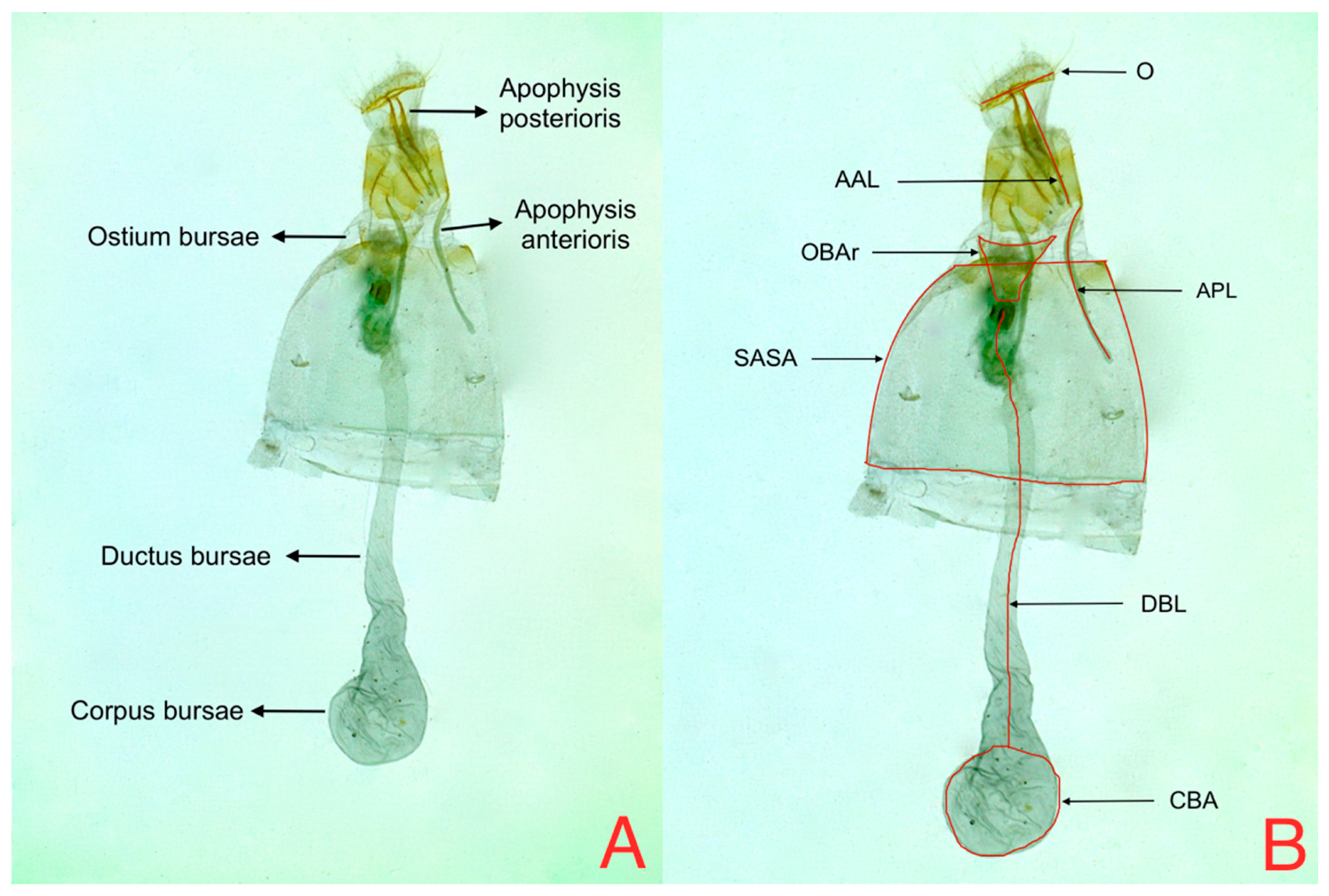 Insects 08 00091 g003 550