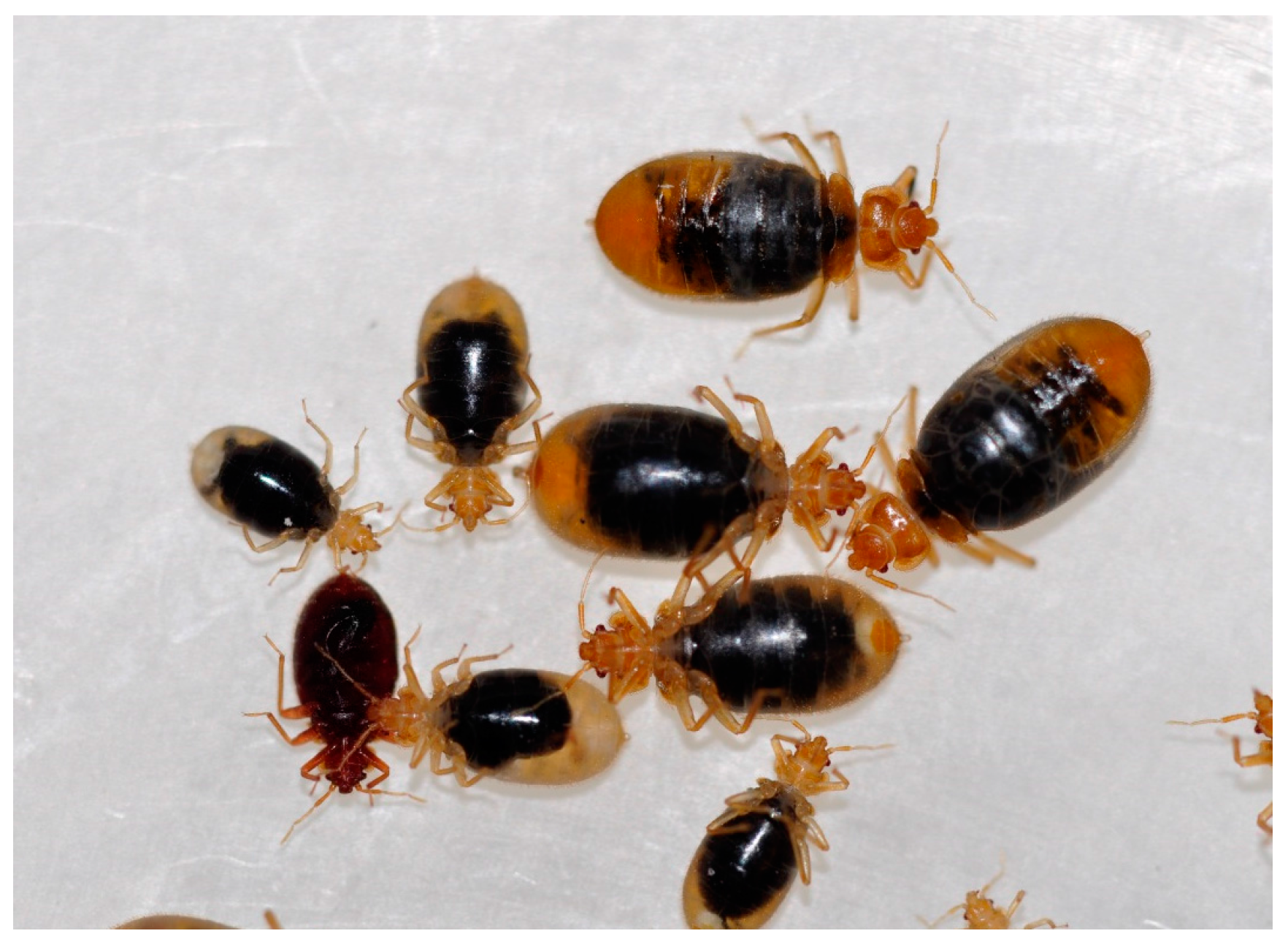 Insects | Free Full-Text | Effect Of Moxidectin On Bed Bug Feeding, Development, Fecundity, And Survivorship | Html